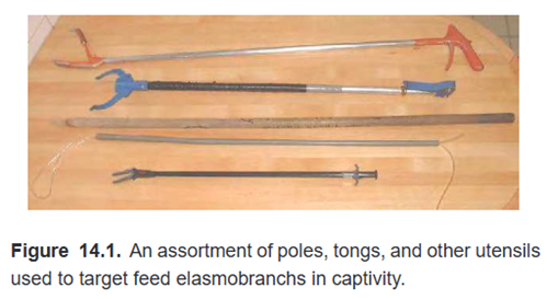 Feeding Tools
