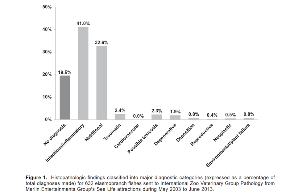 Pathology chart