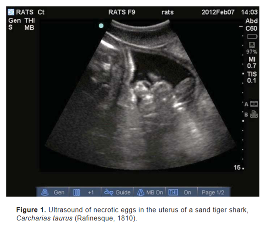 Ultrasound of necrotic eggs in STS